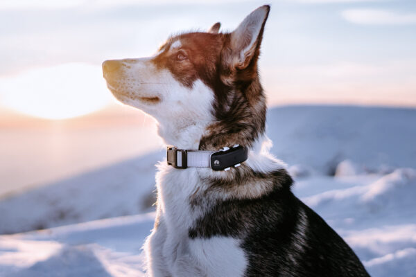 GPS Tracker Pealock DOG - Image 7