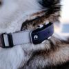 GPS Tracker Pealock DOG