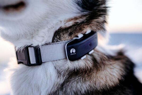 GPS Tracker Pealock DOG - Image 4