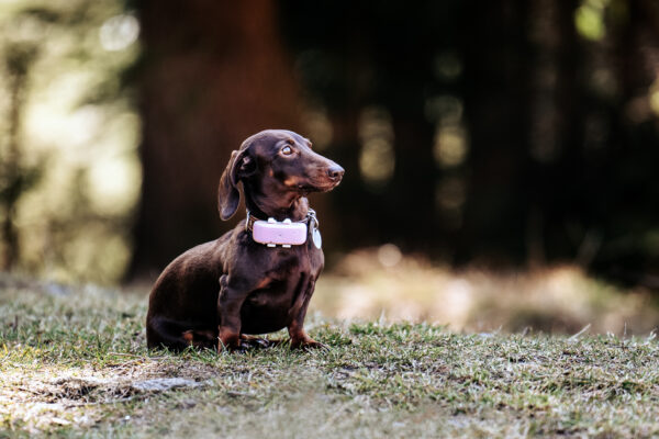 GPS Tracker Pealock DOG - Image 6