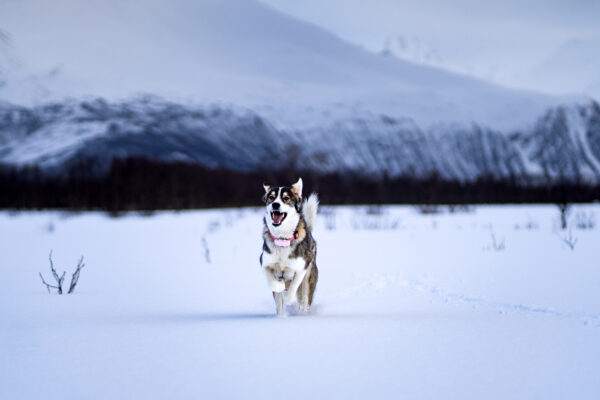 GPS Tracker Pealock DOG - Image 8