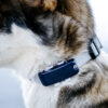 GPS Tracker Pealock DOG