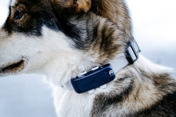 GPS Tracker Pealock DOG - Image 9