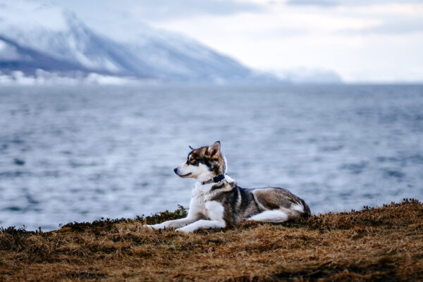 GPS Tracker Pealock DOG - Image 10